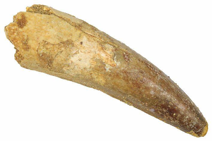 Fossil Spinosaurus Tooth - Real Dinosaur Tooth #372900